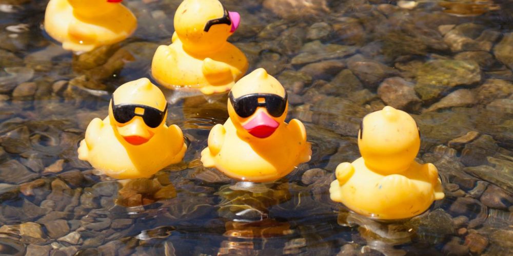 The Great Rotary Duck Race